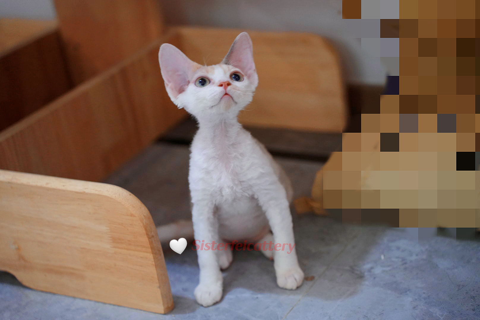 蓝乳三花 照片 1