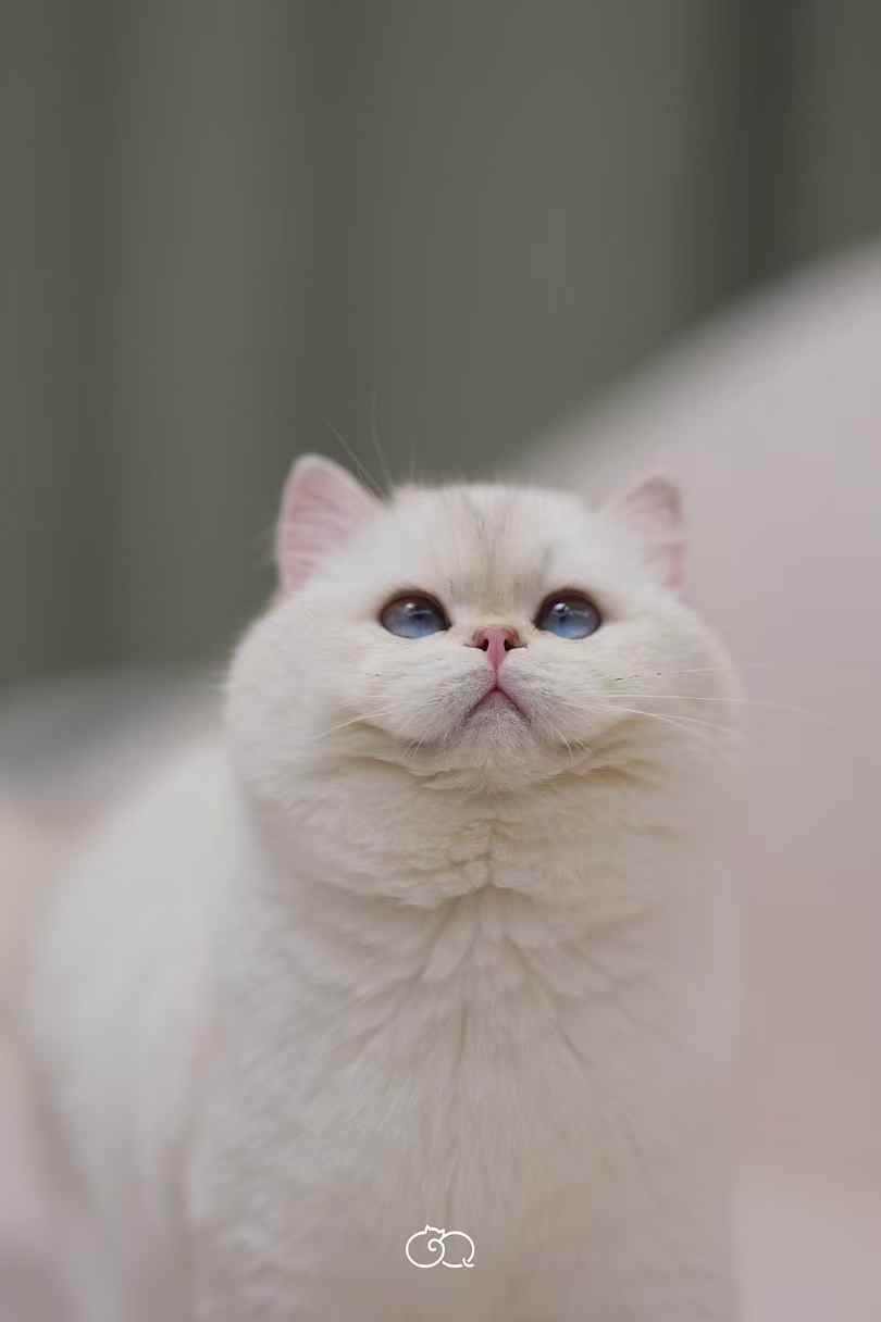 渐层在售2-客服添加