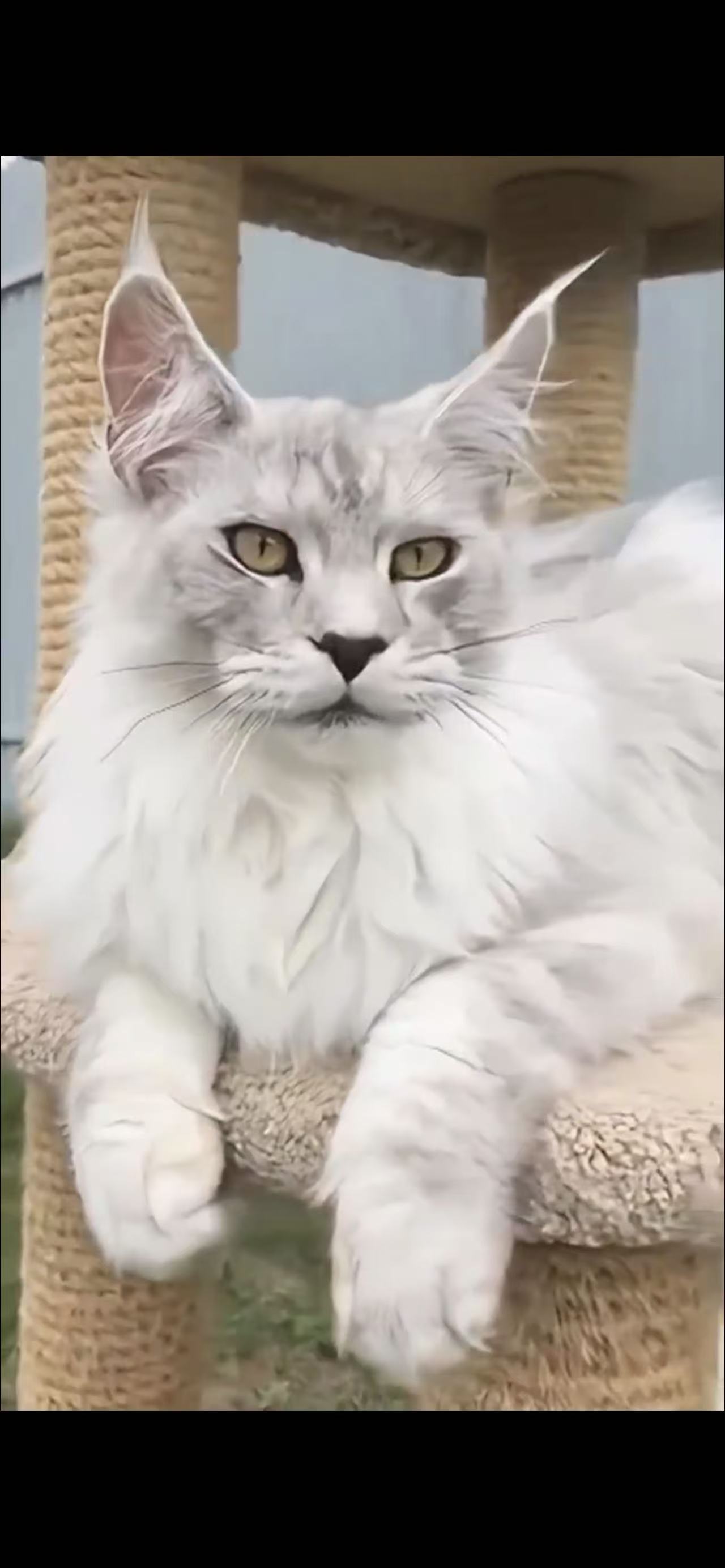 暴风