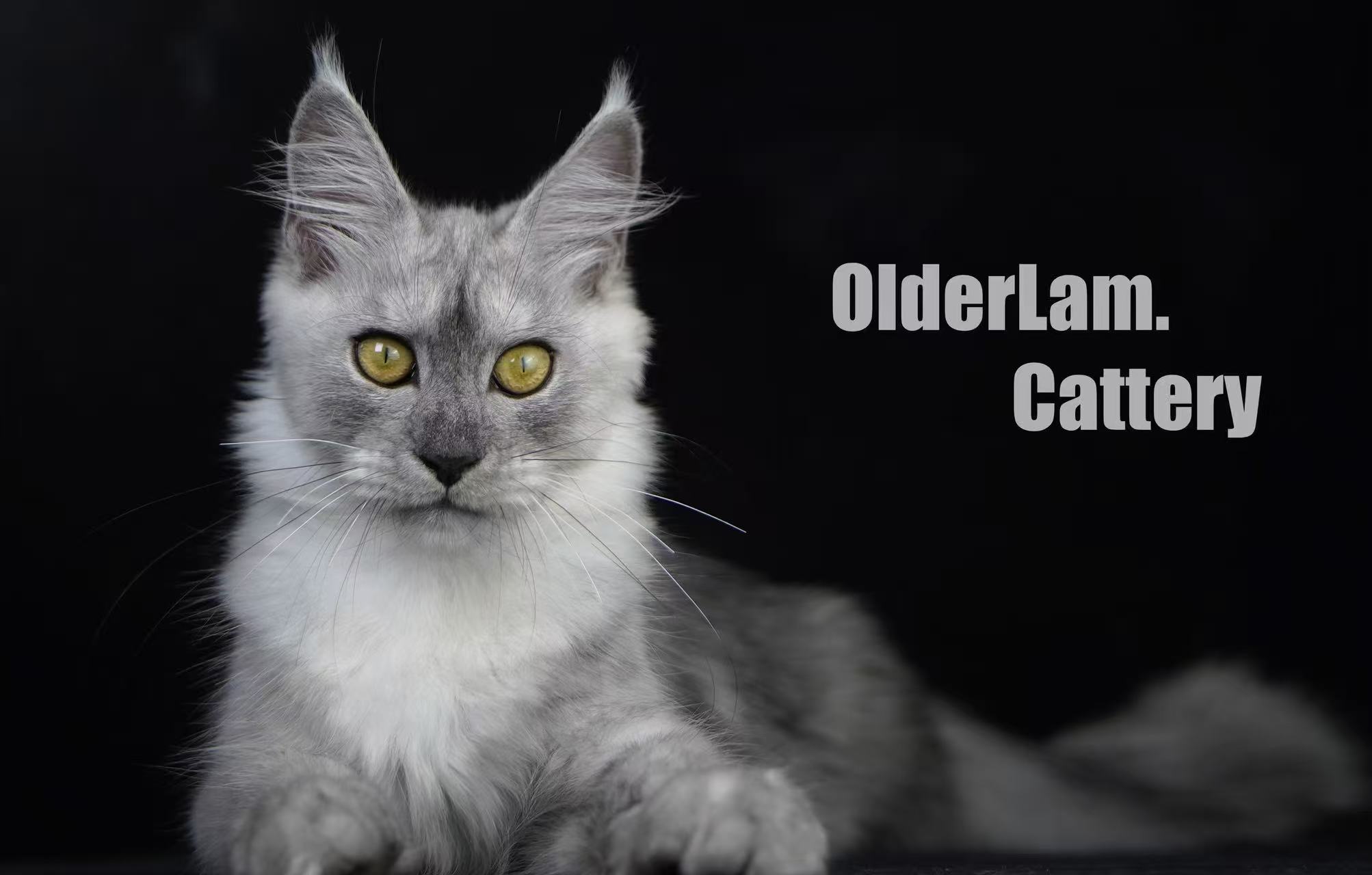 OlderLam Cattery