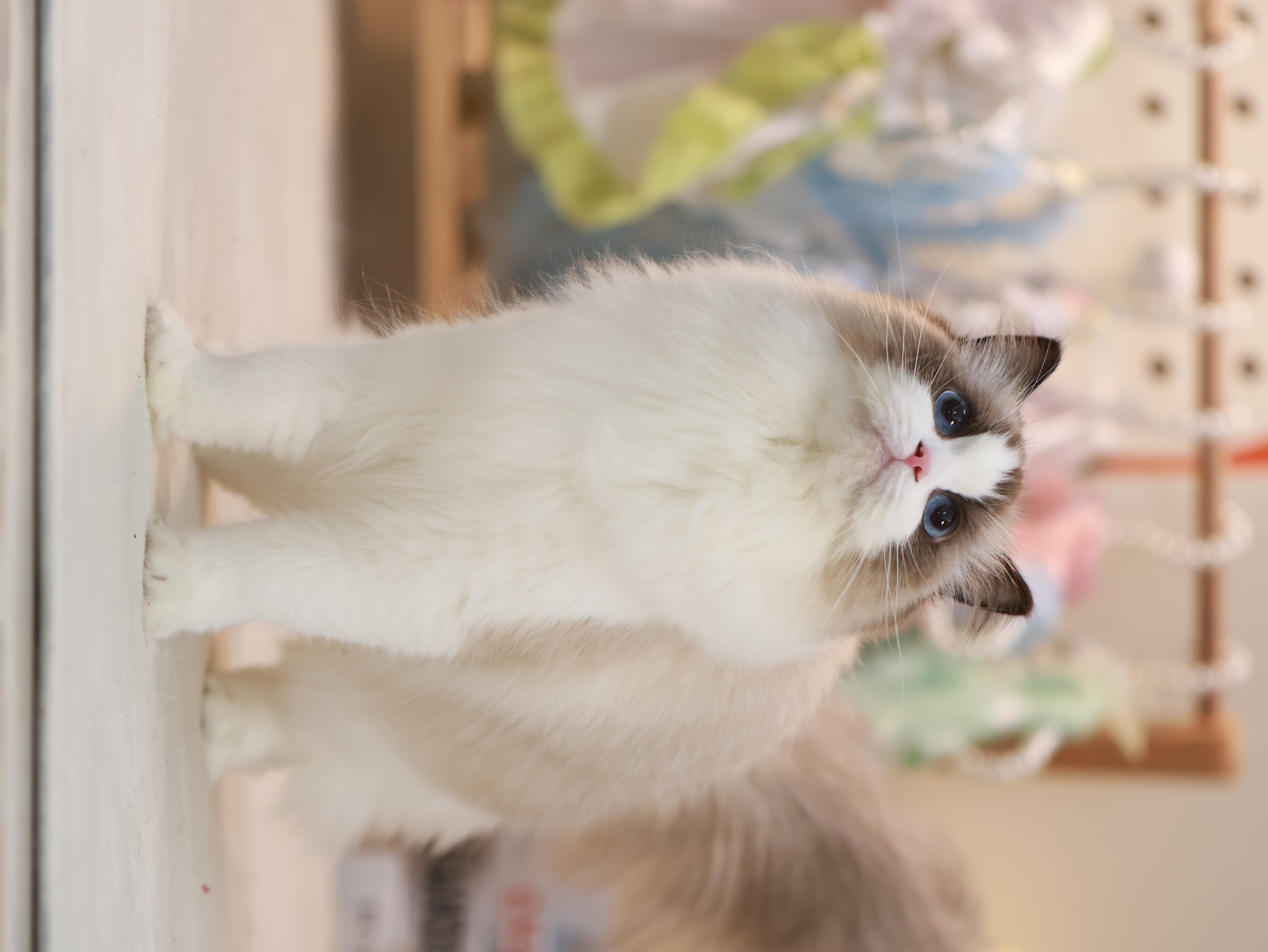 小月光