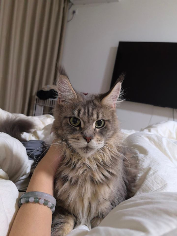 露娜 Luna