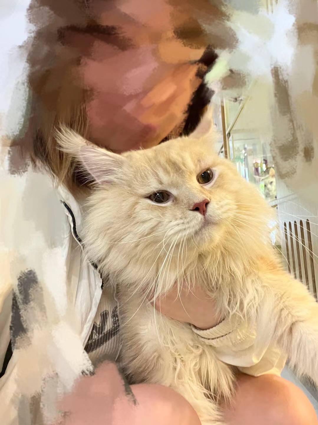 猪咪
