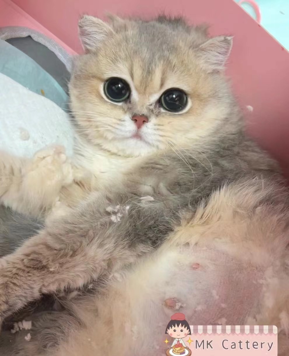 巨眼妹