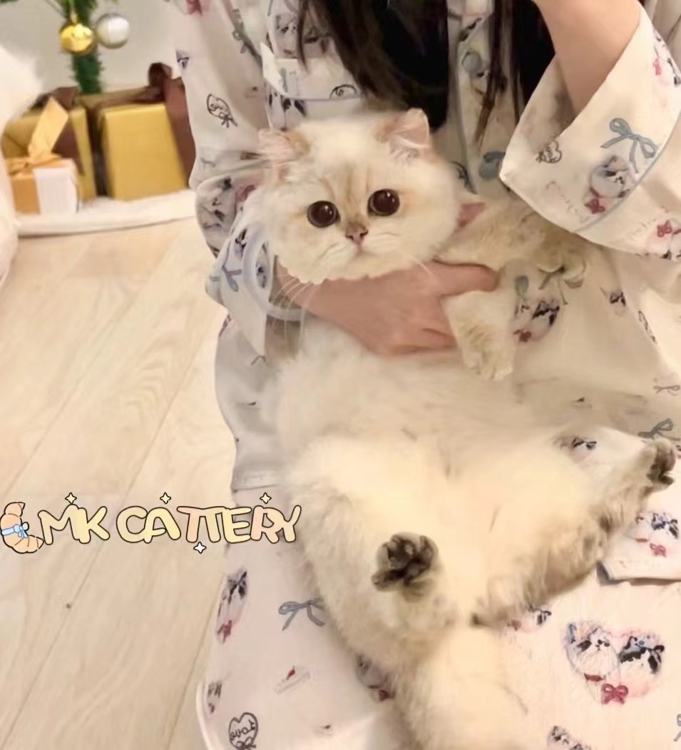 奶黄包