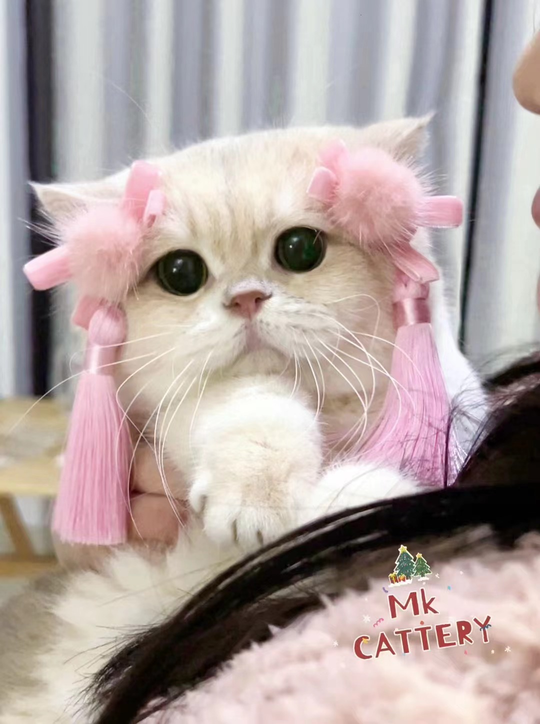 小粉猪