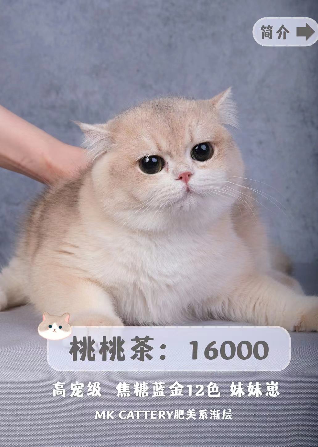 MKCattery肥美系渐层猫舍