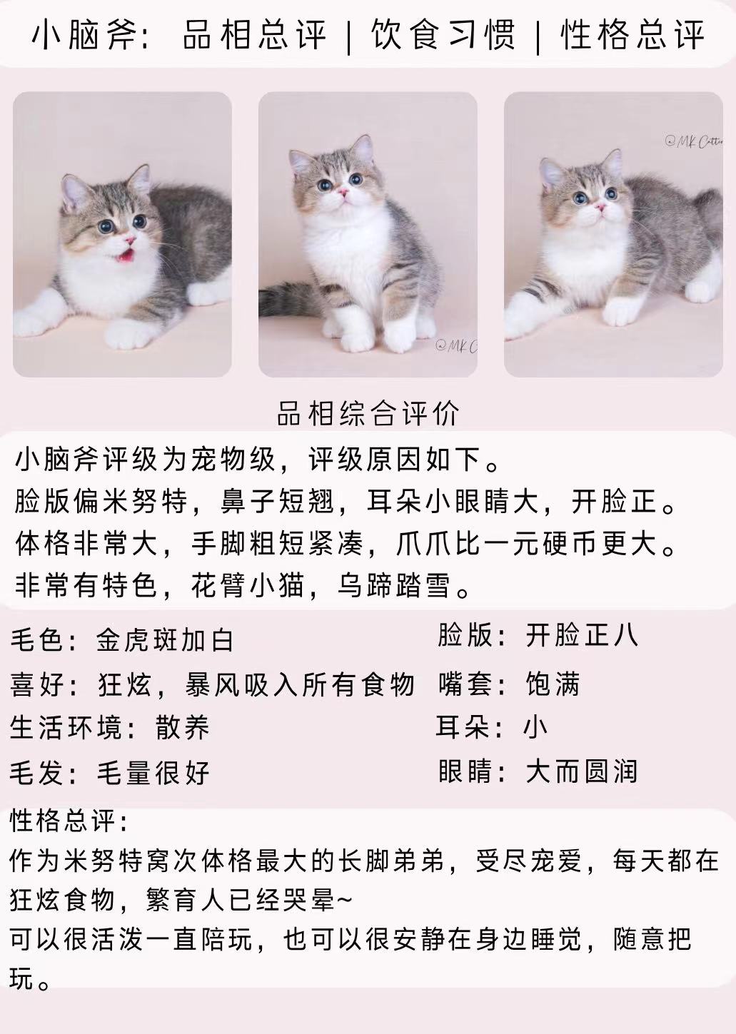 小脑斧 照片 2