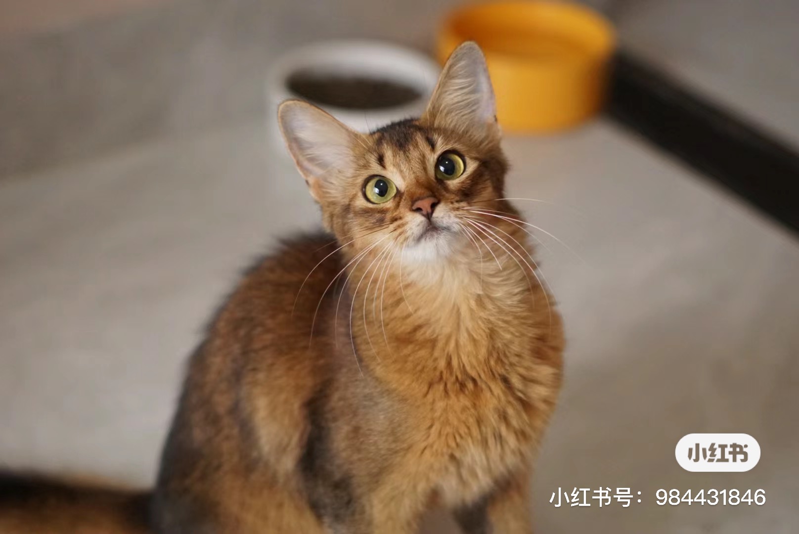 南星