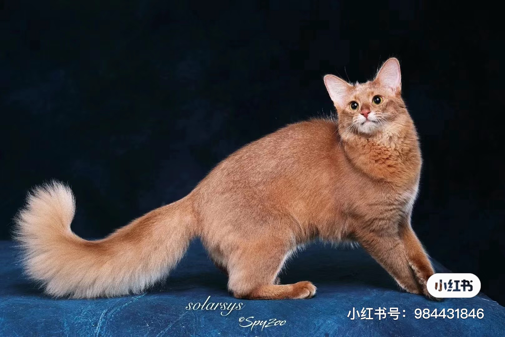 悠米