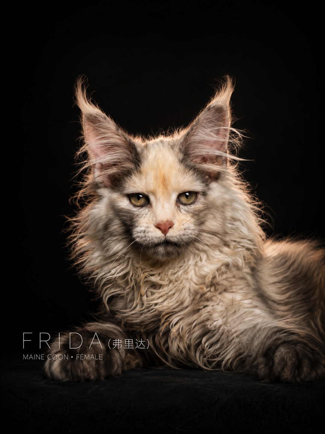 Frida | 弗里达