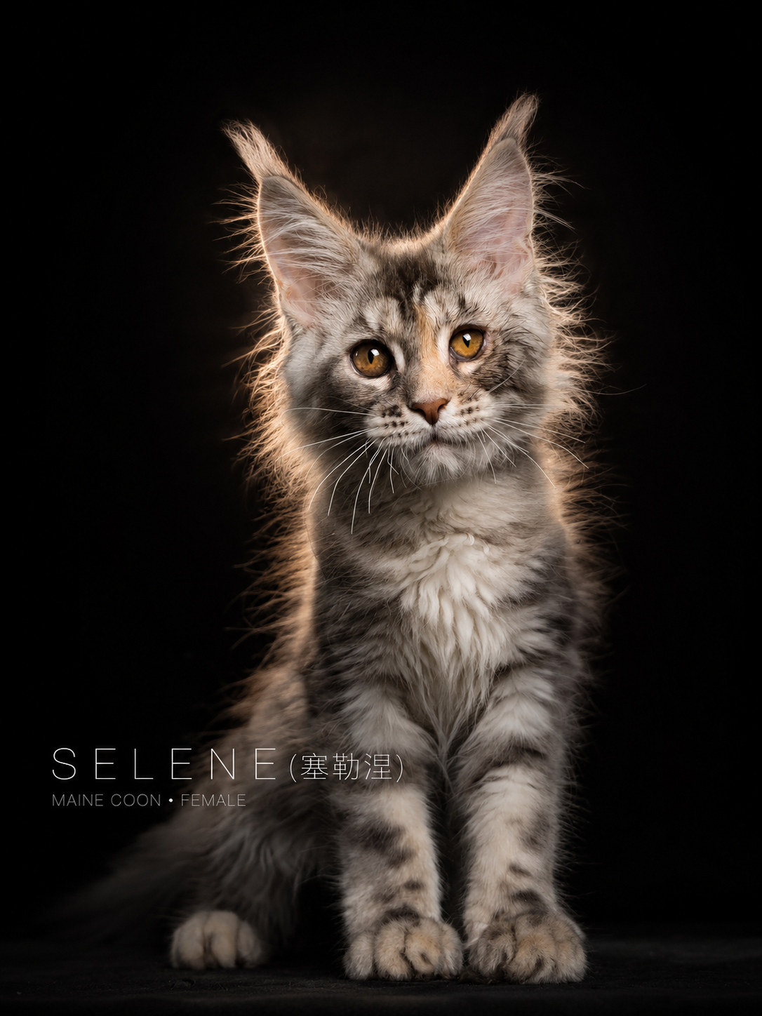 Selene | 塞勒涅