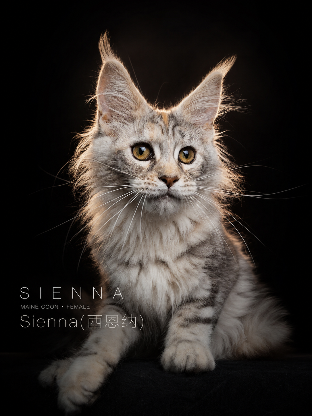  Sienna | 西恩纳