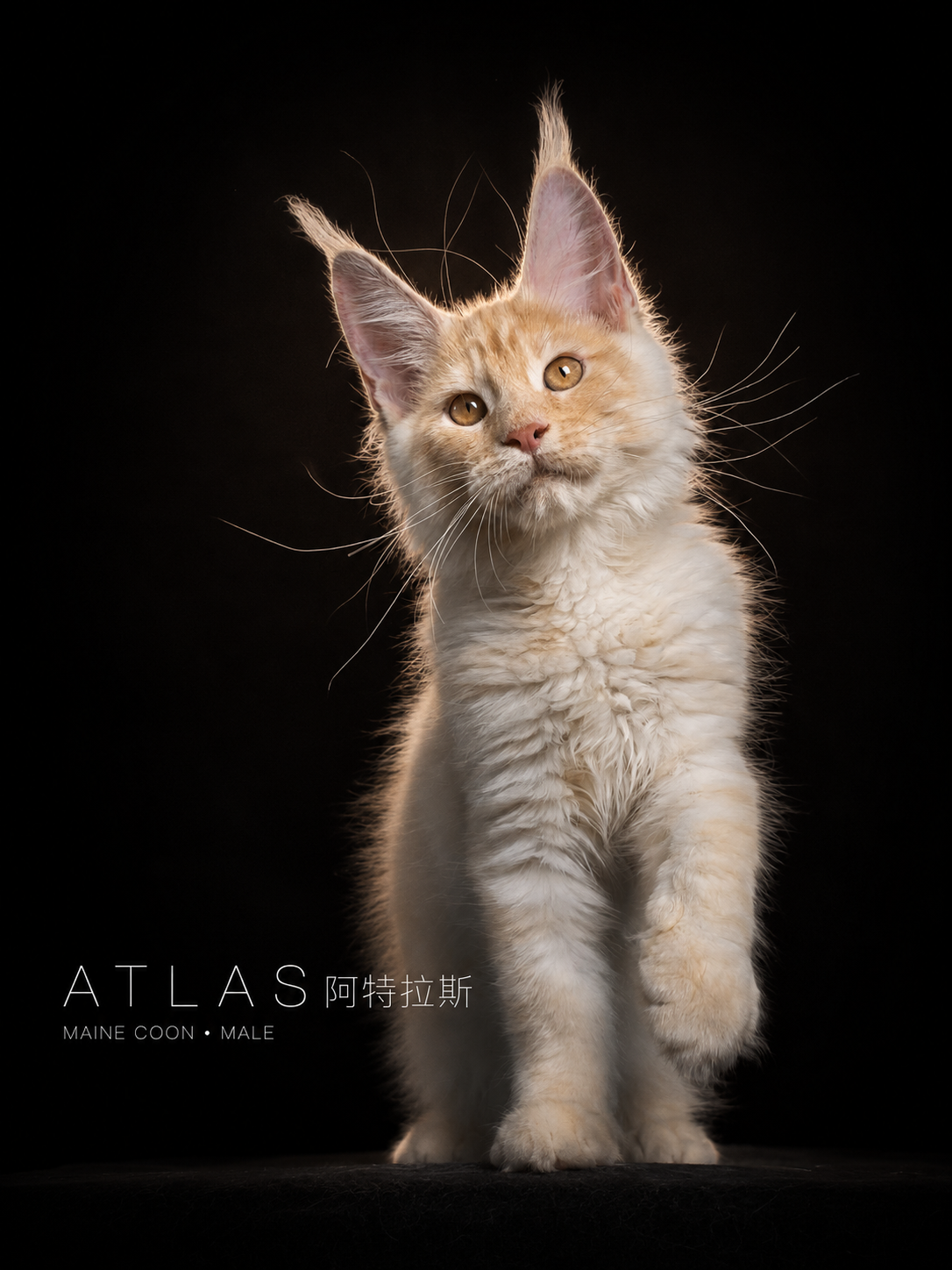 ATLAS | 阿特拉斯