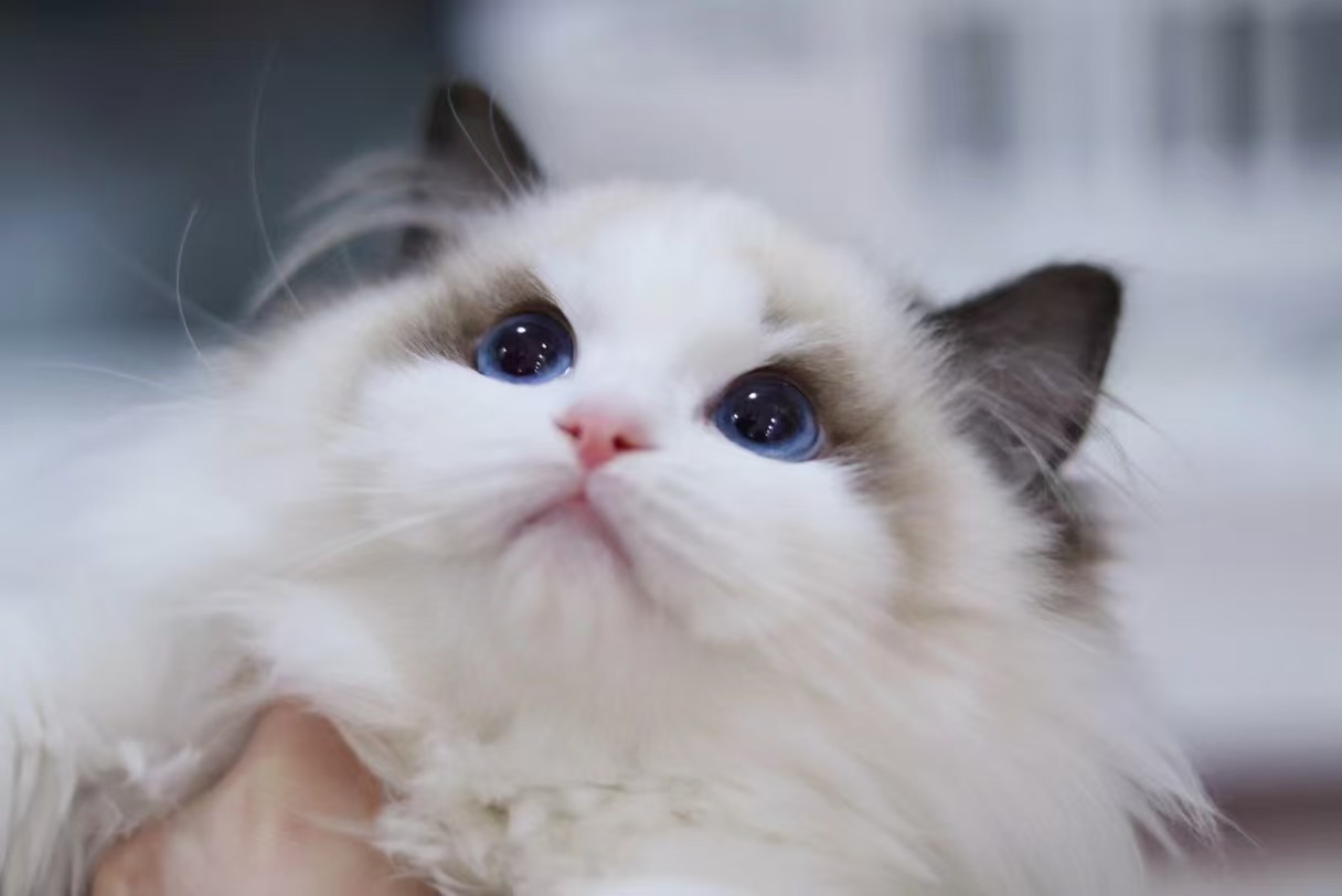 饺子