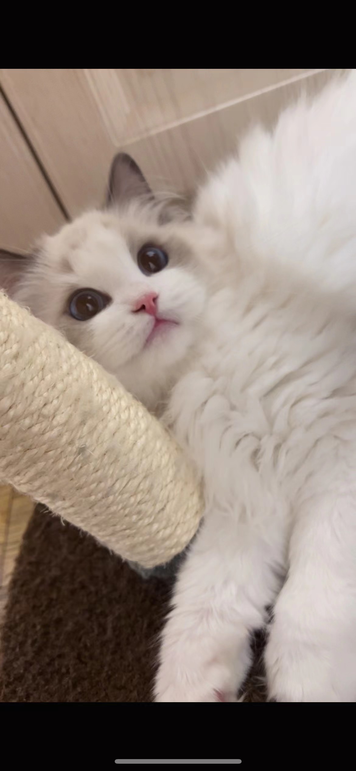 小熊