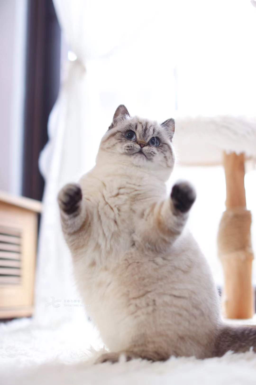 松茸包