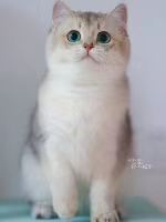 瓶瓶