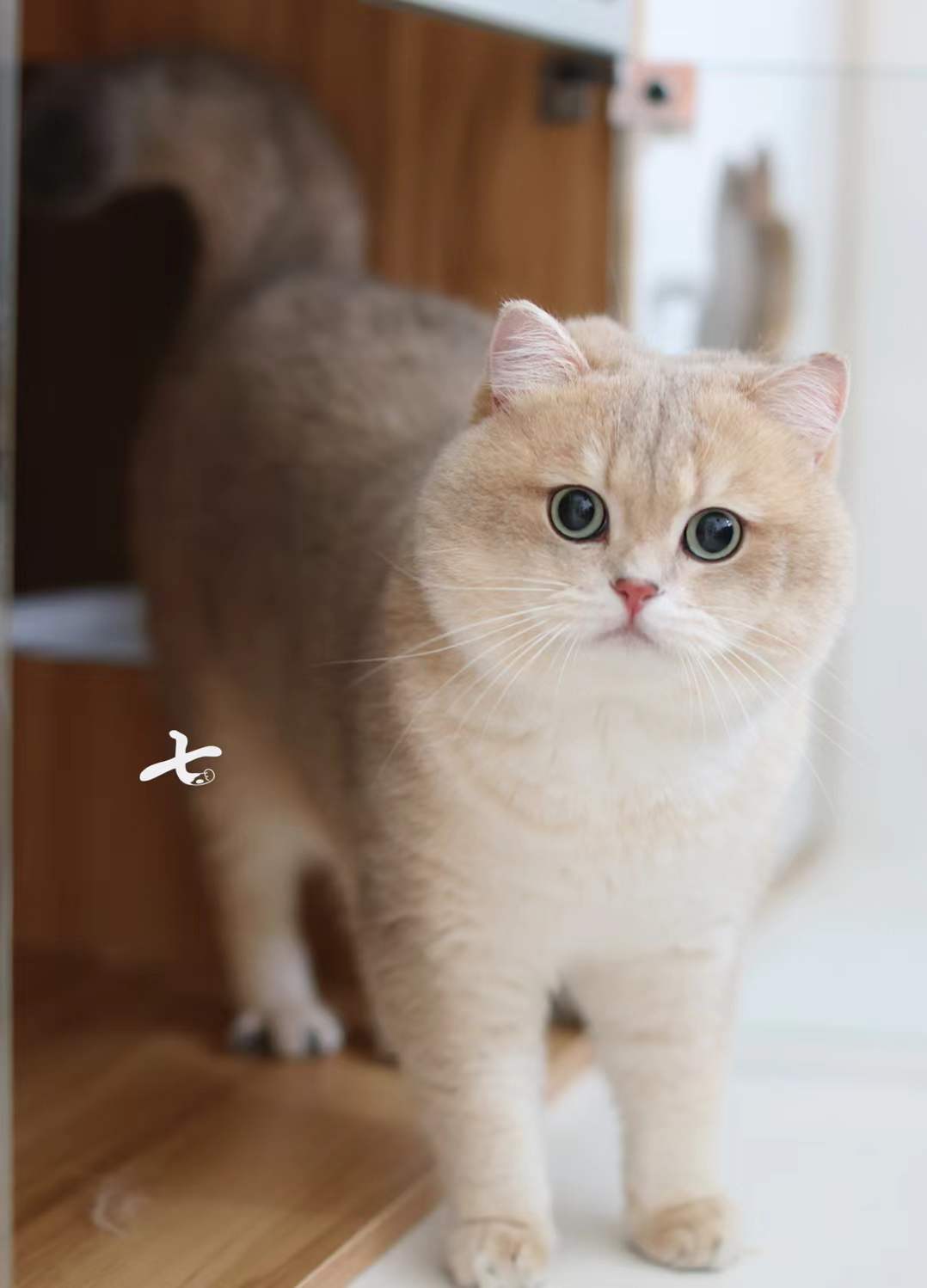 肥猪猪