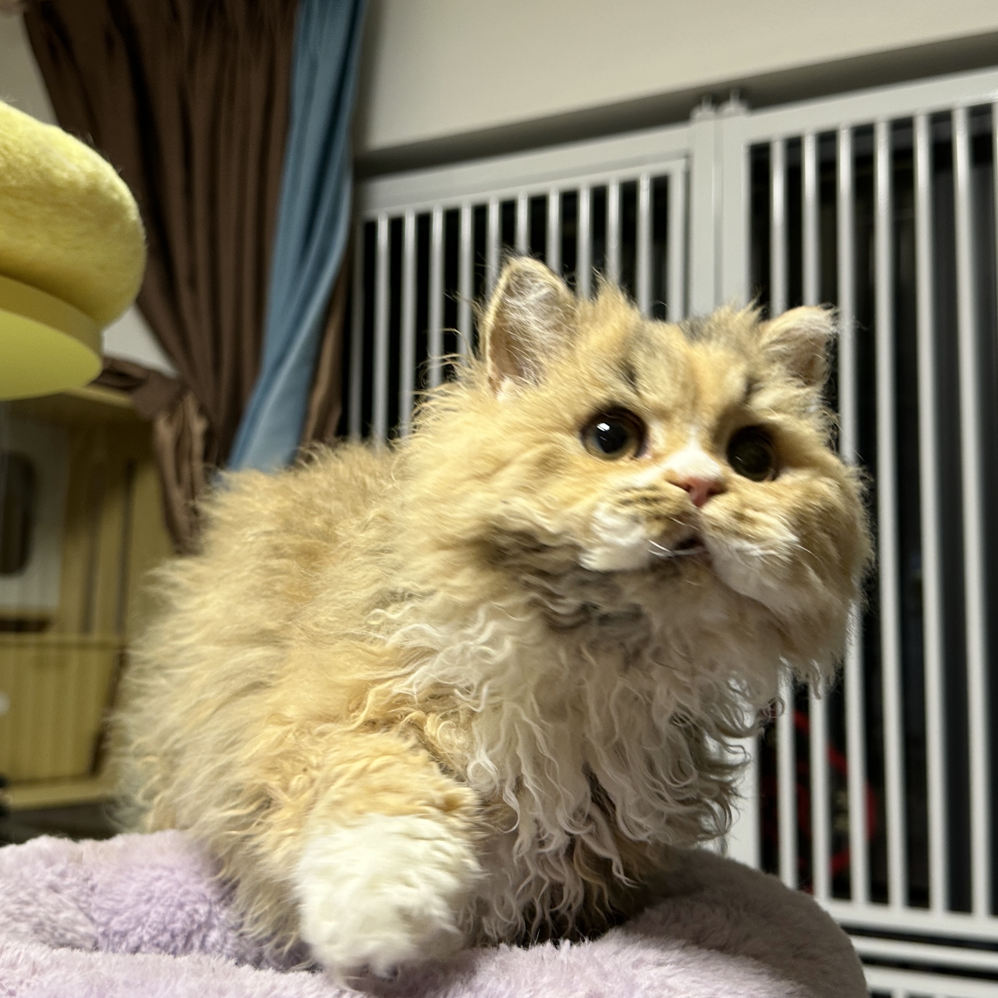 楚楚