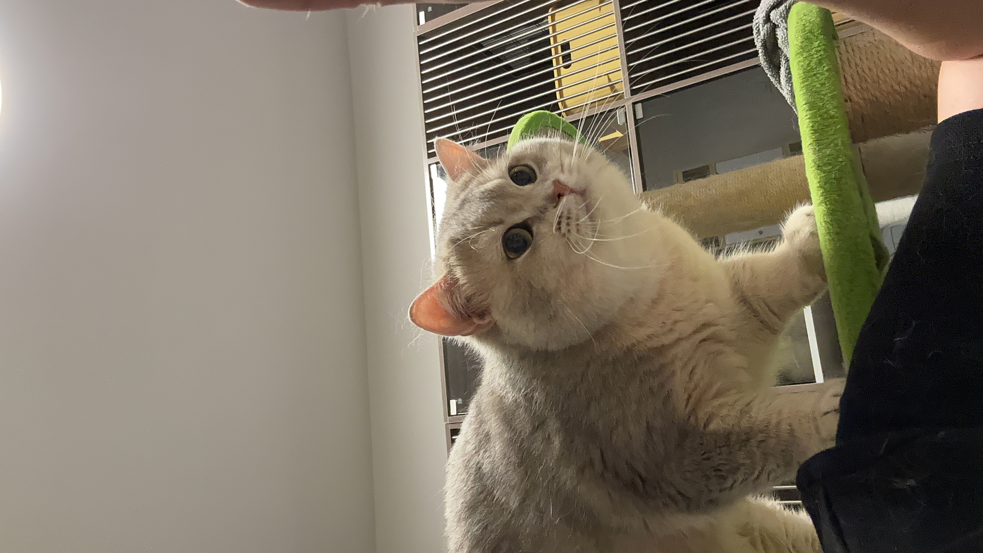维尼