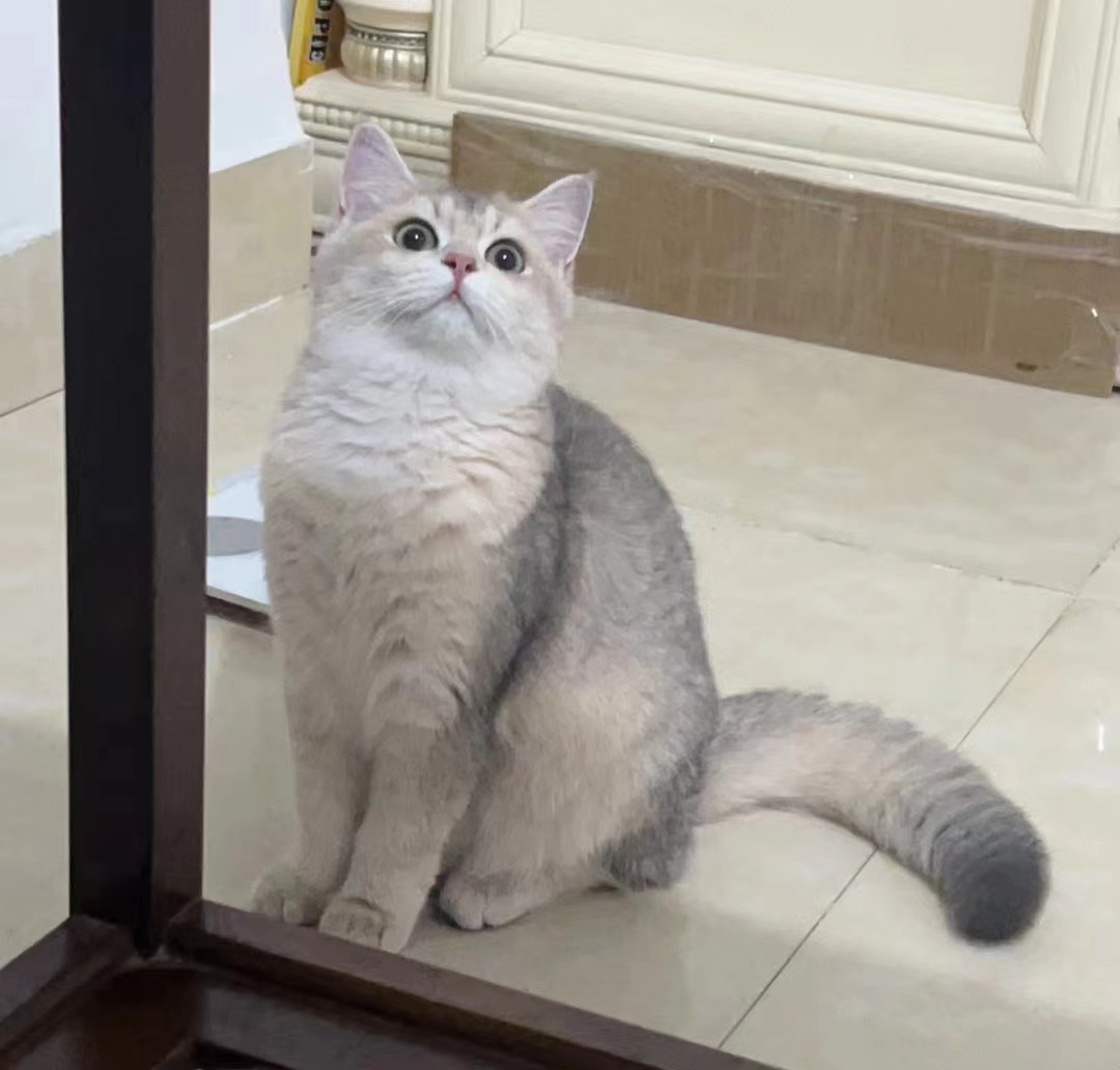 蛋卷