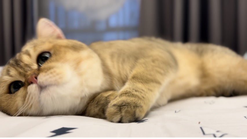小小刚