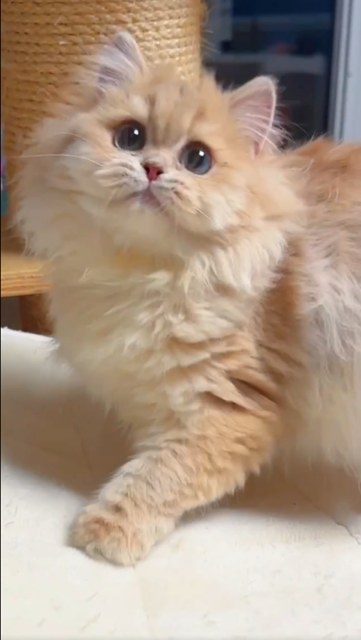 美心