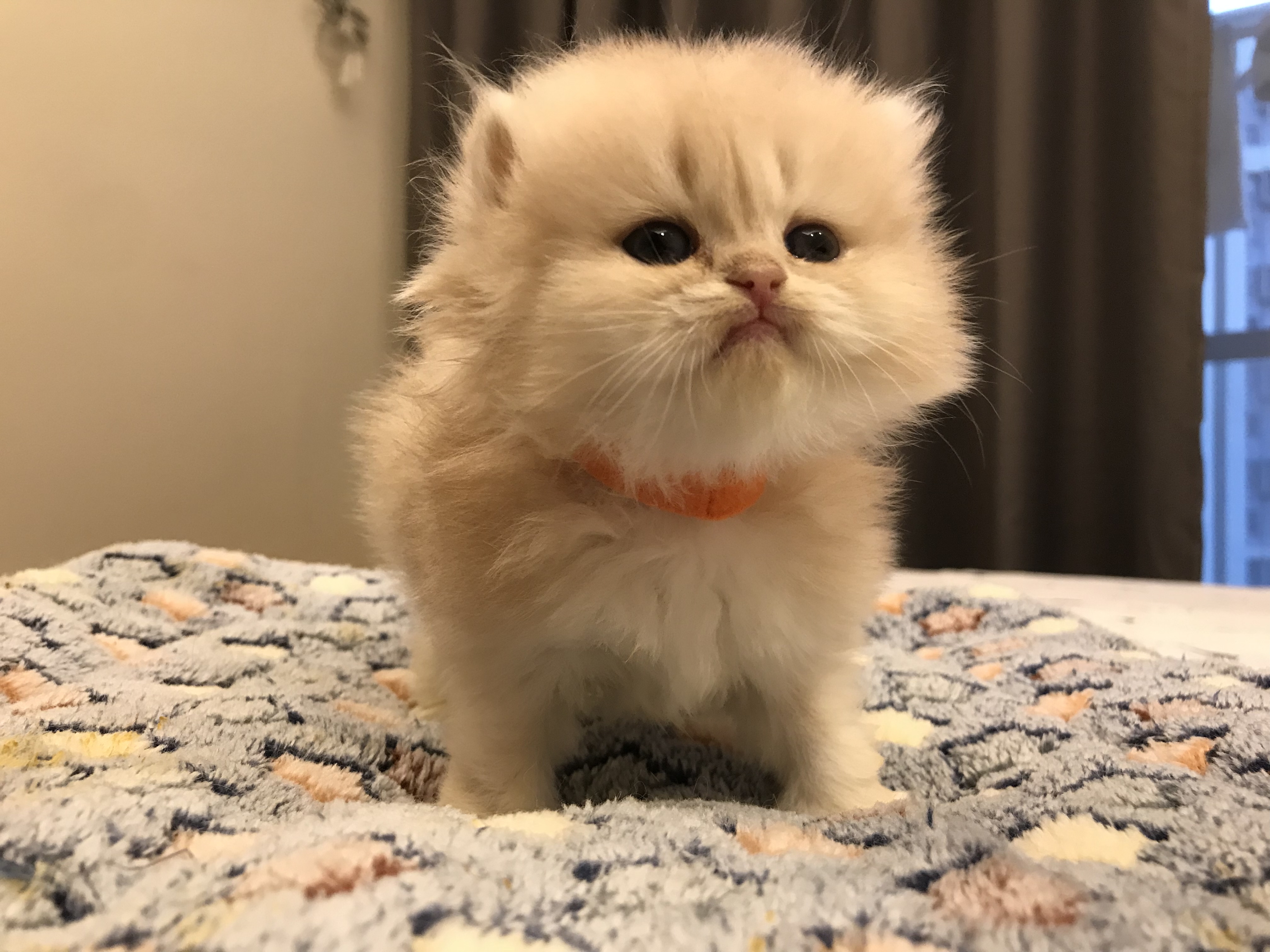 安安