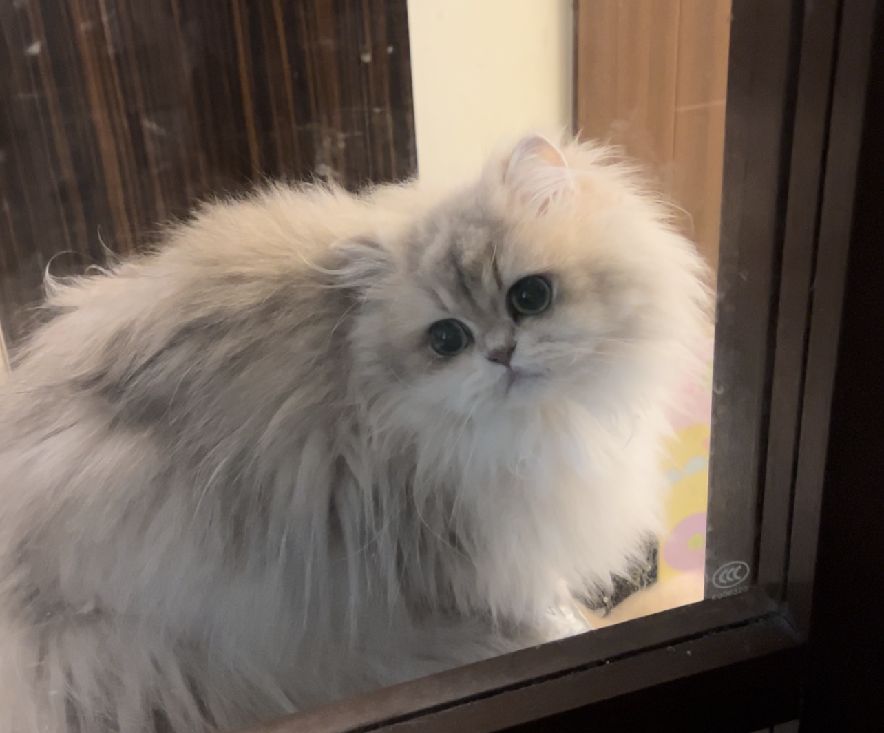 小仙女