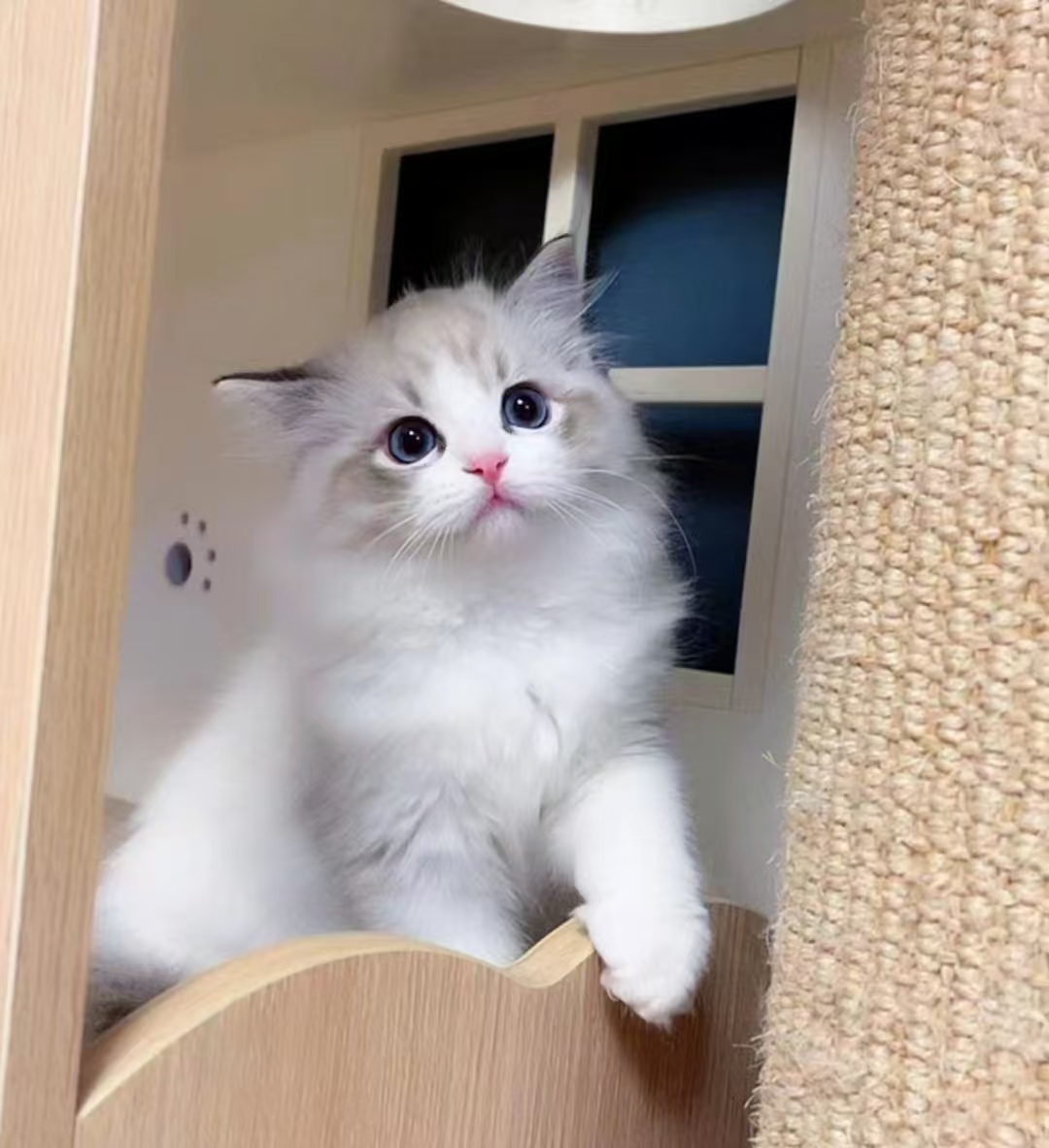 渣猫