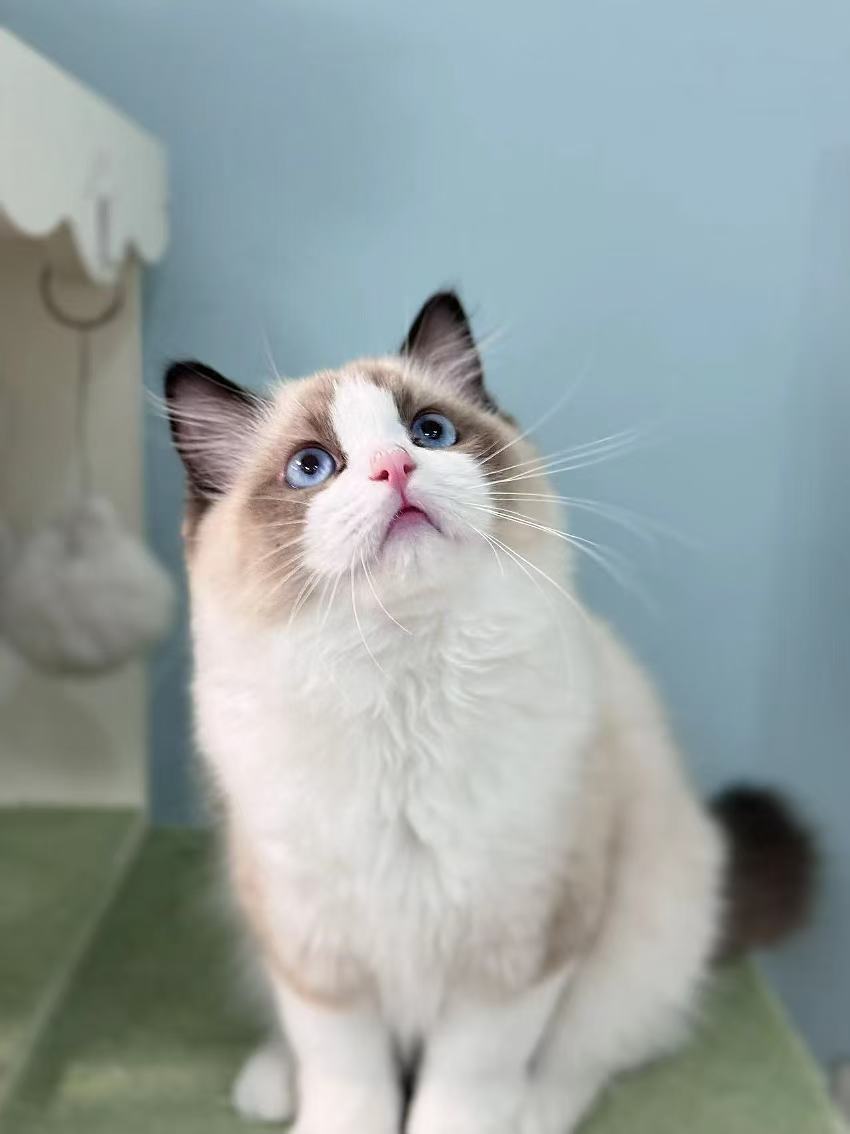 乐乐