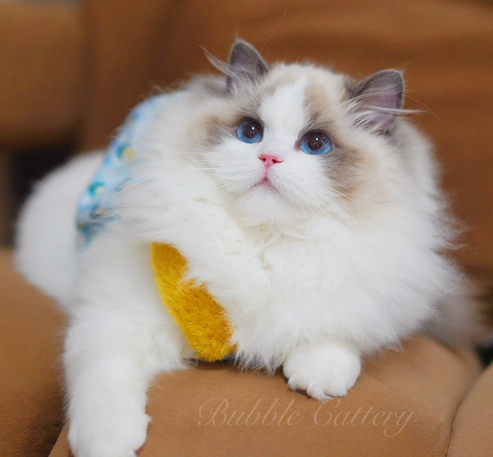 Miko