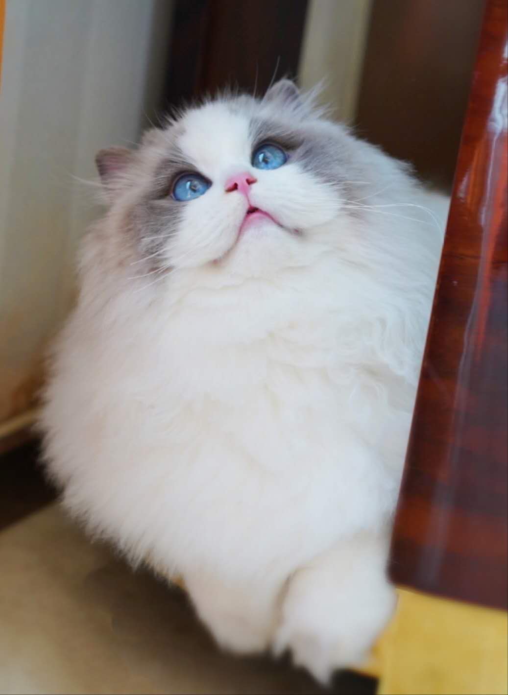 胖虎