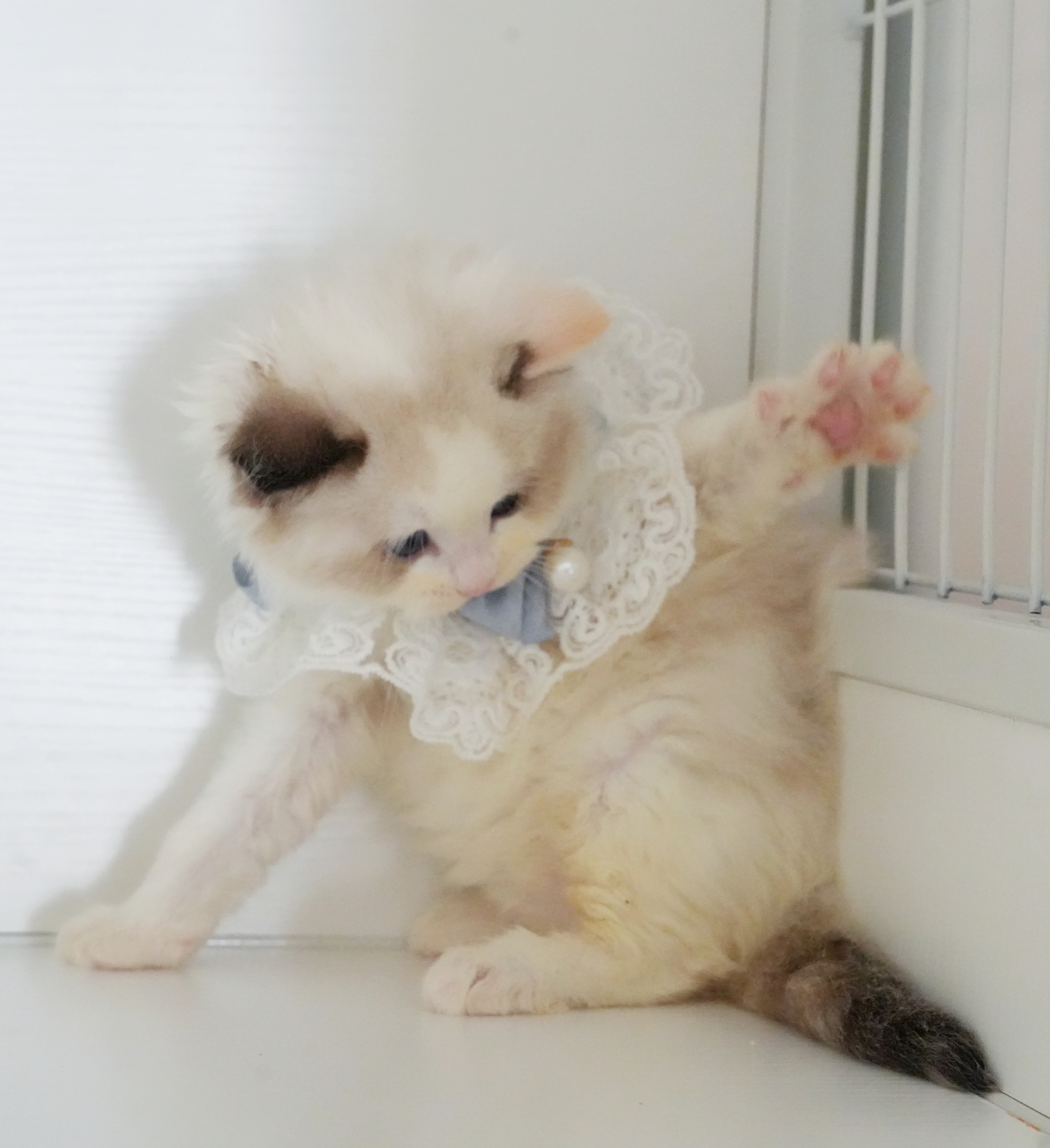 楓花 5