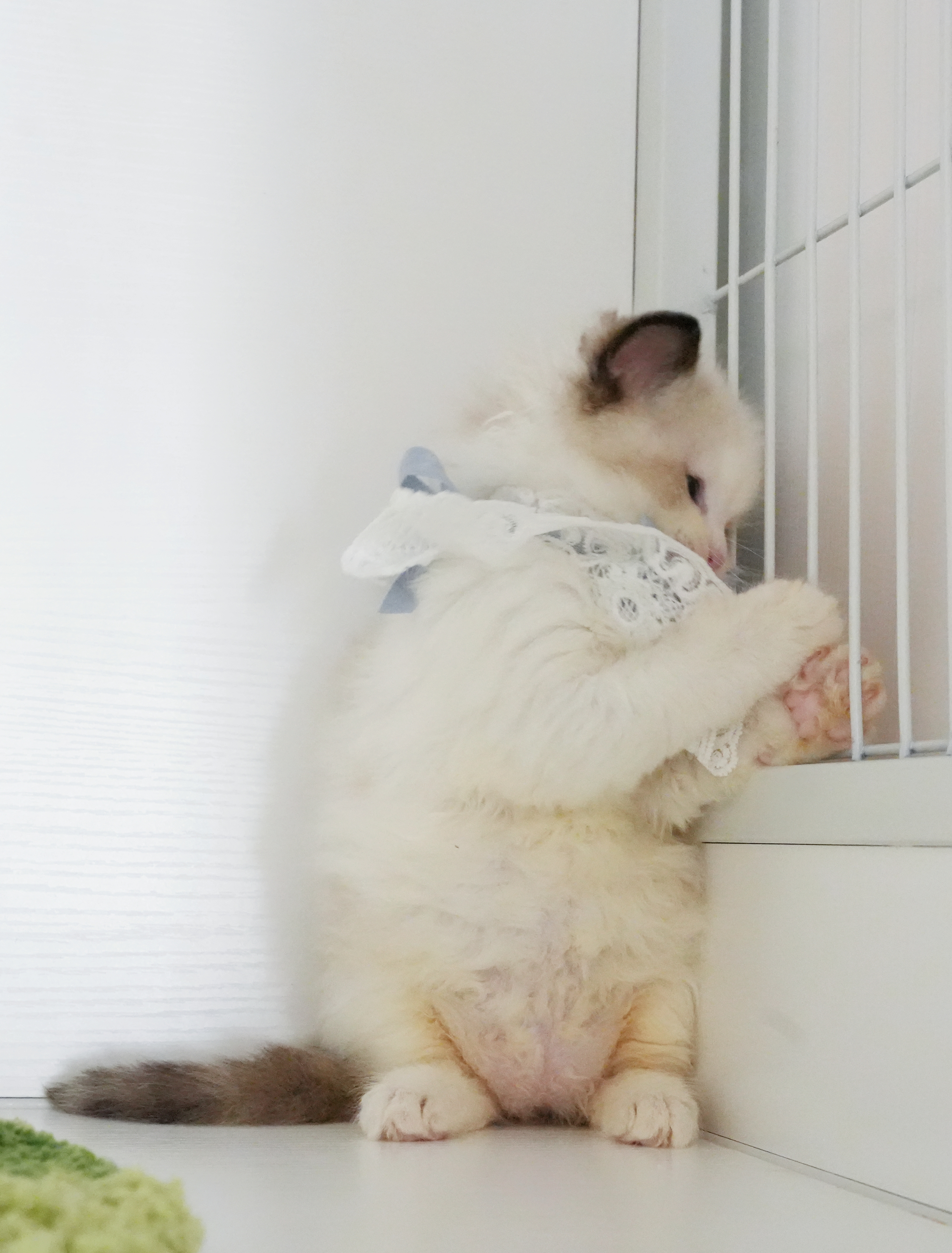 楓花 3