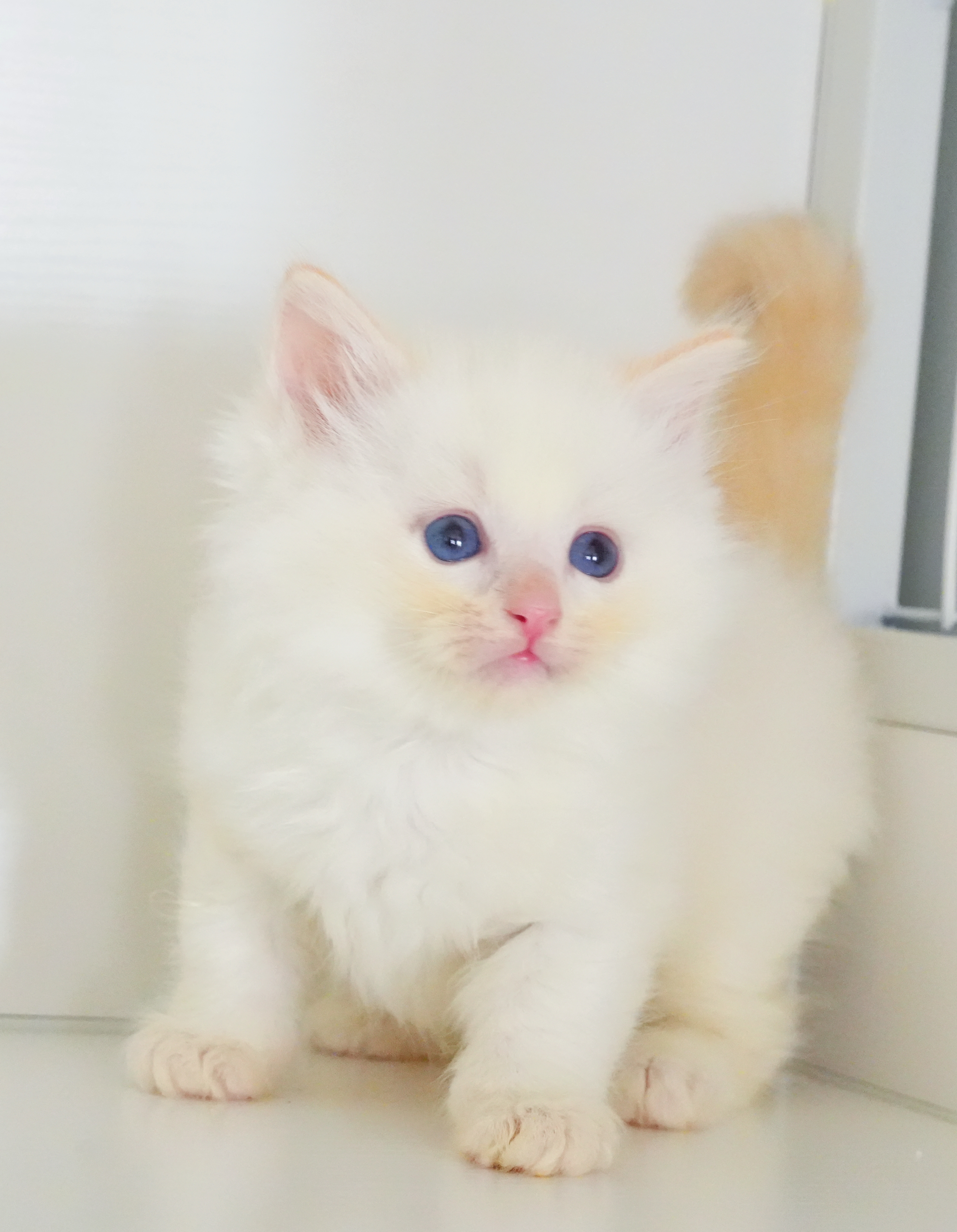 小面包
