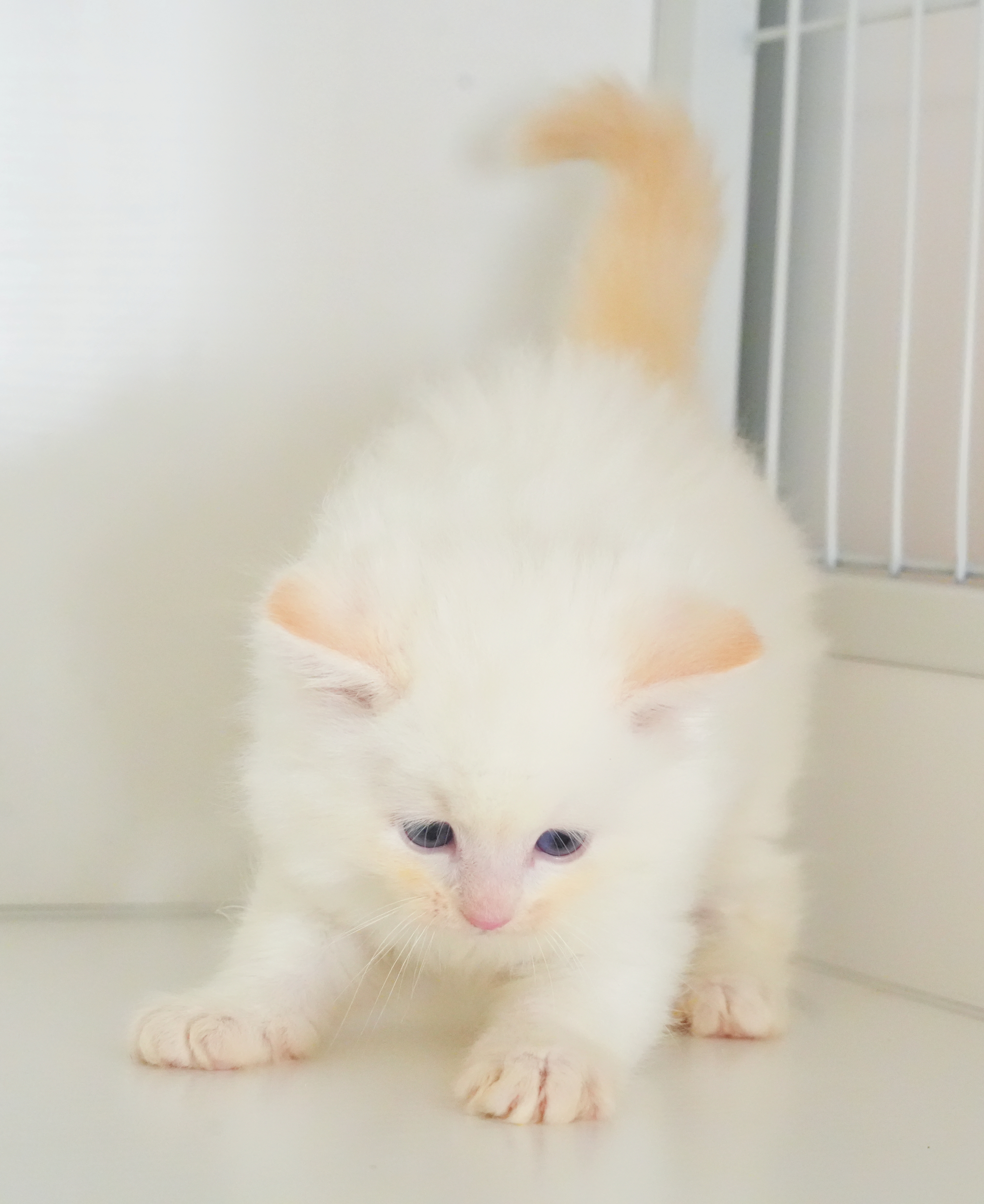 小面包 3