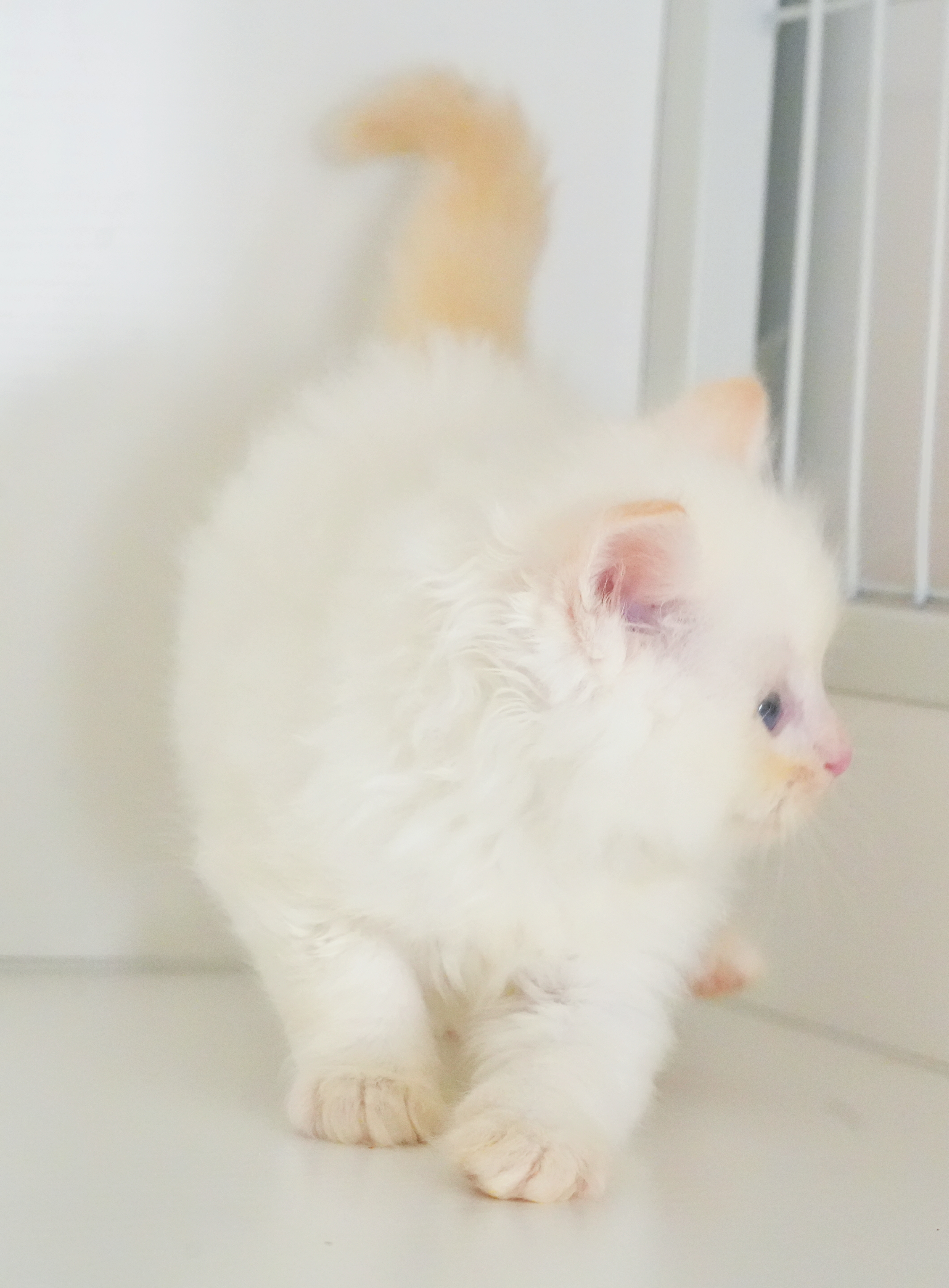 小面包 5