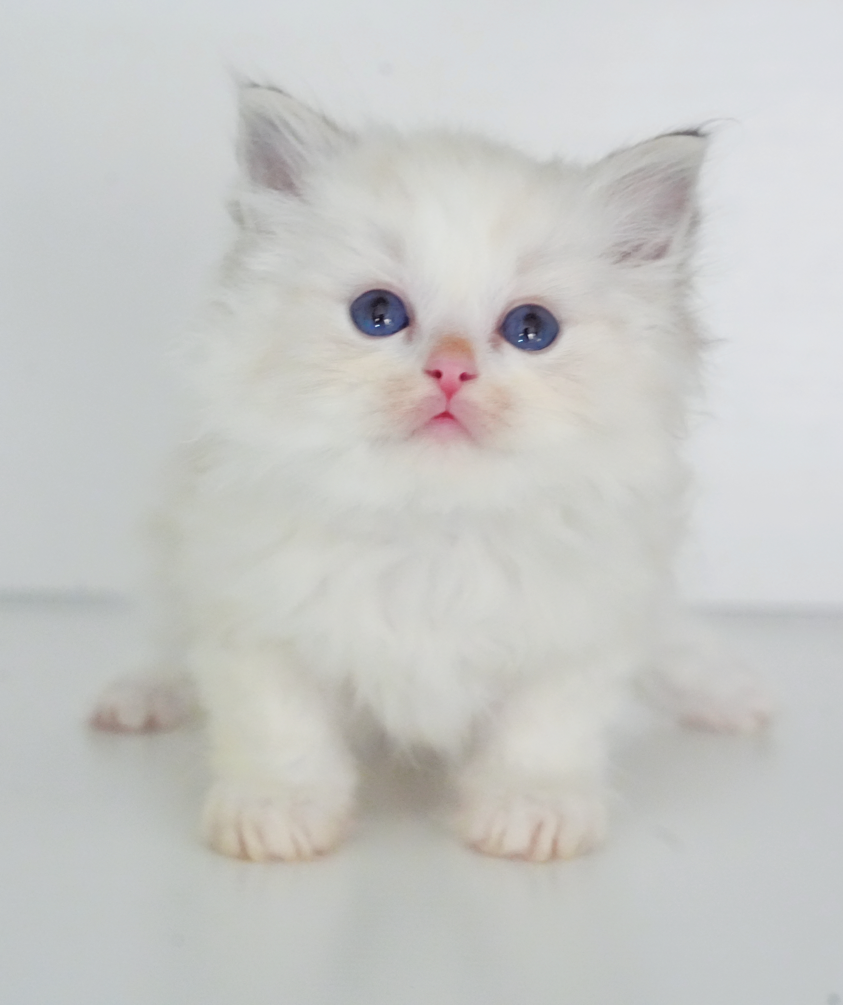 Nico