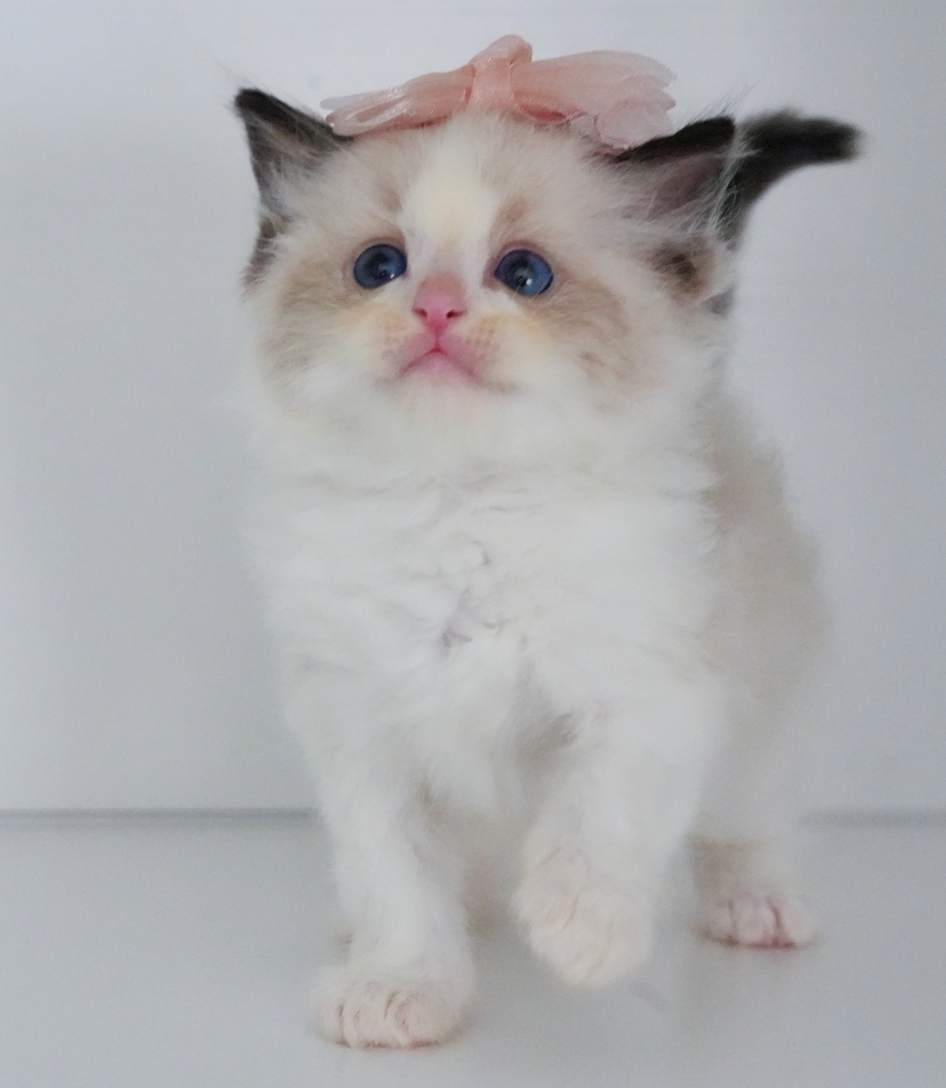 淘淘