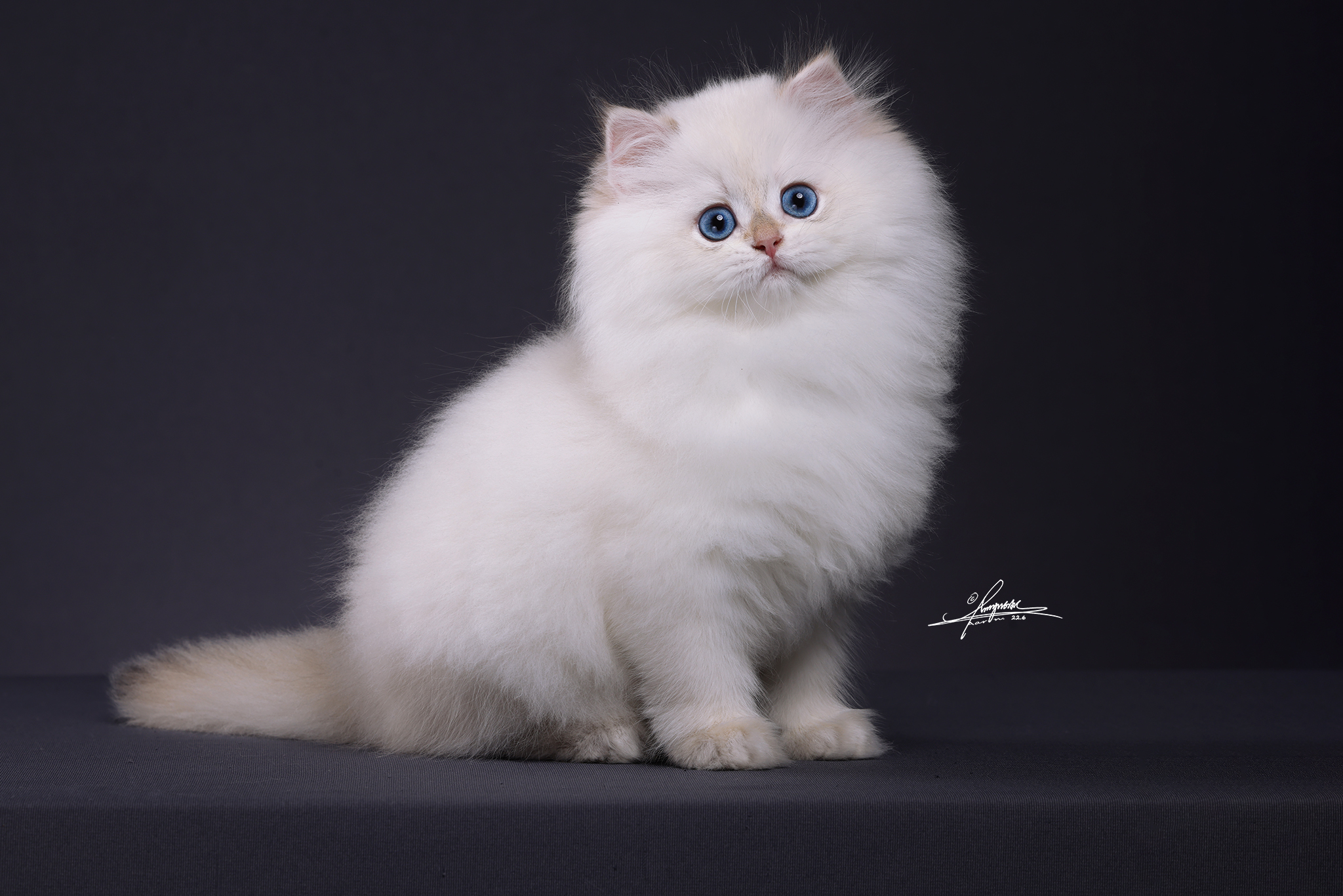 客服添加-待调整2 照片 4