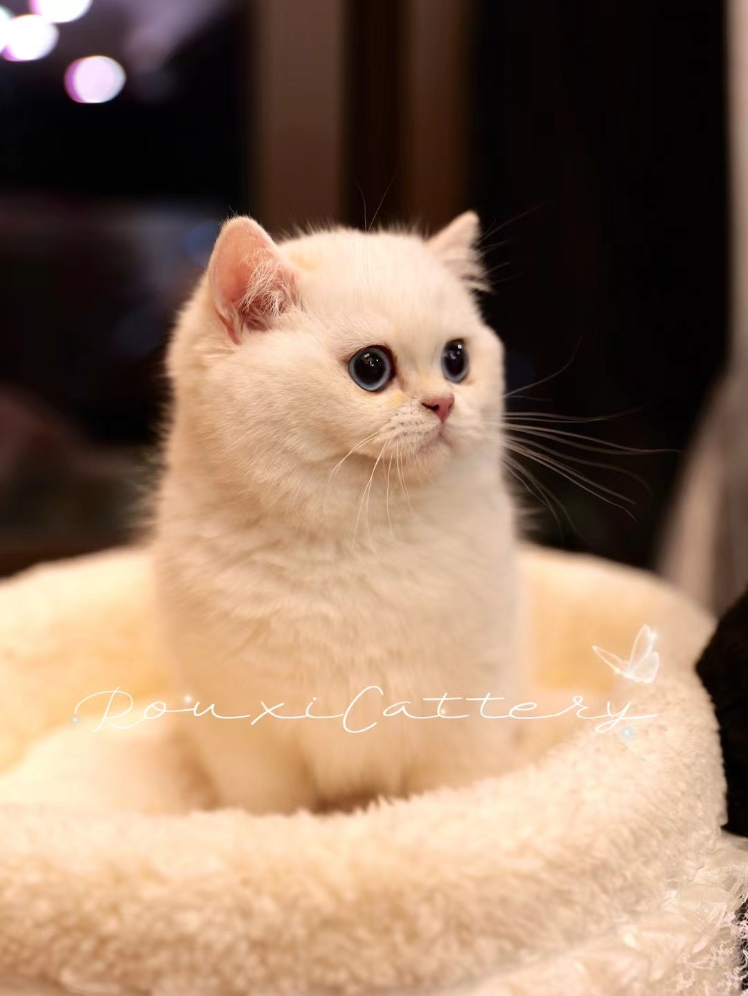 客服添加-待调整 照片 2