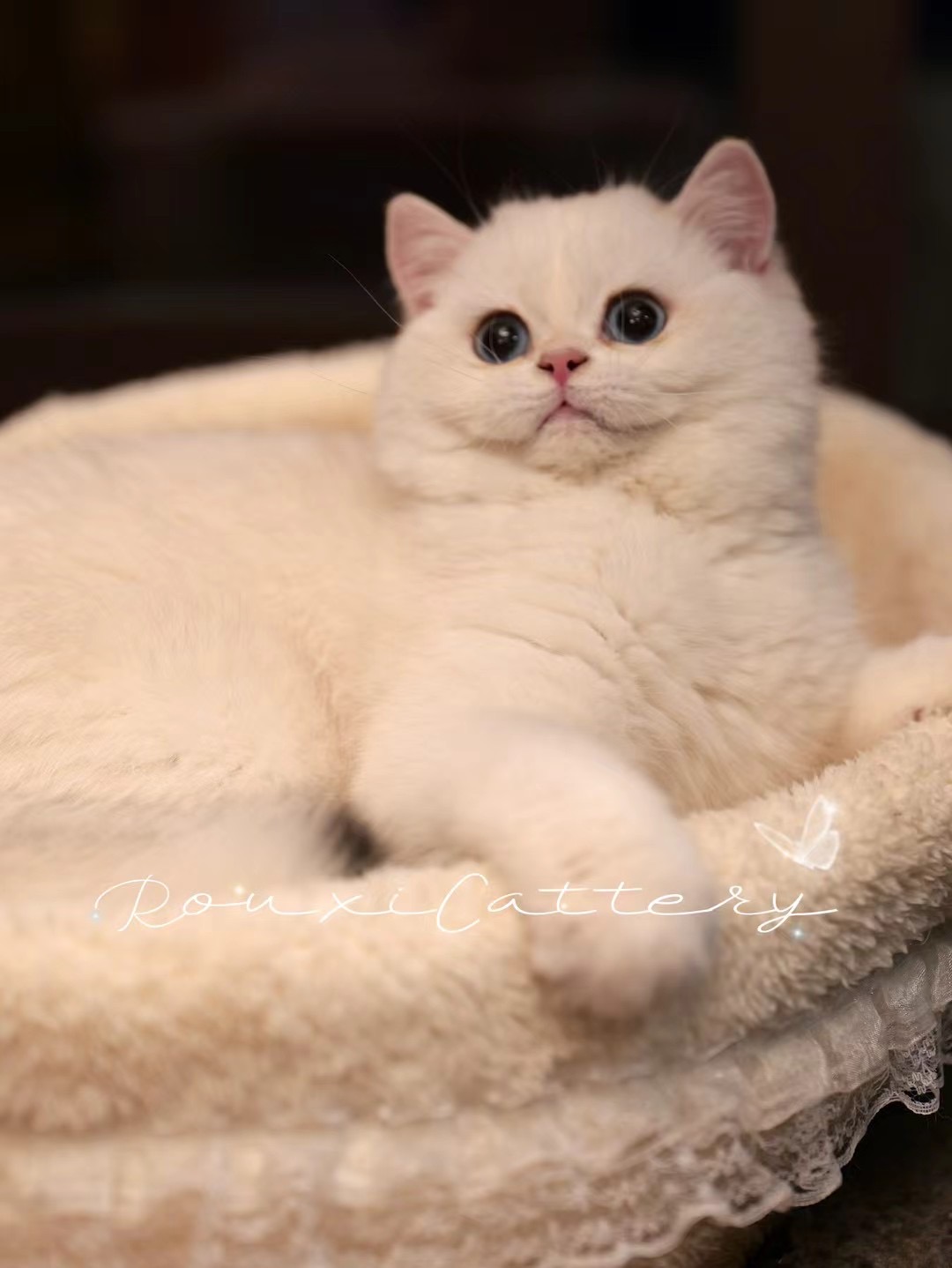 客服添加-待调整 照片 4