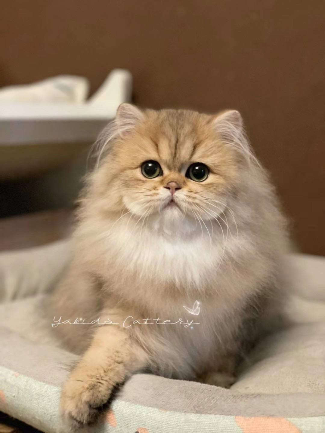 金潼