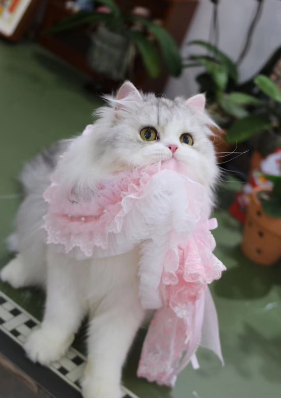 蝶梦