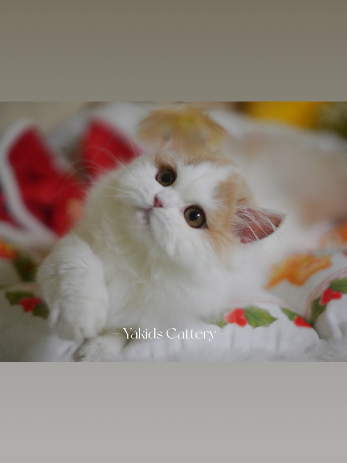 云暖