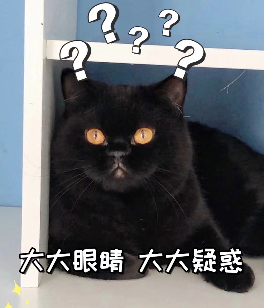 【种母】煤球Quzina