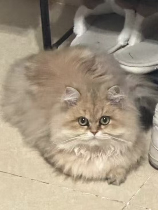 紫苏