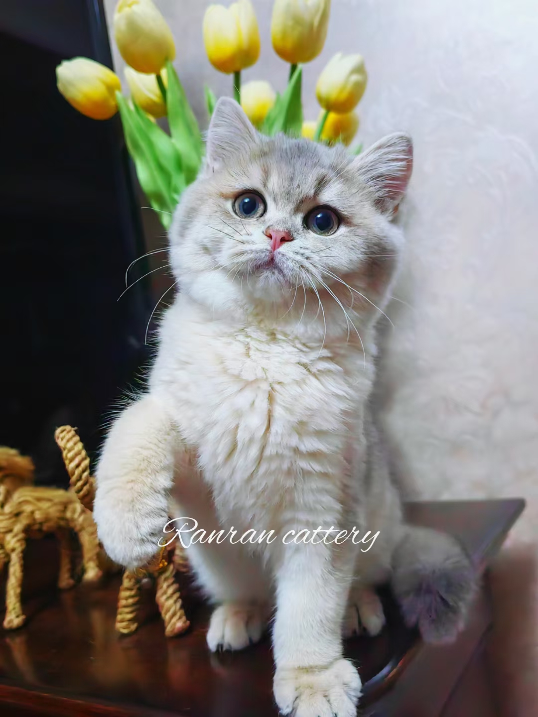 娜比